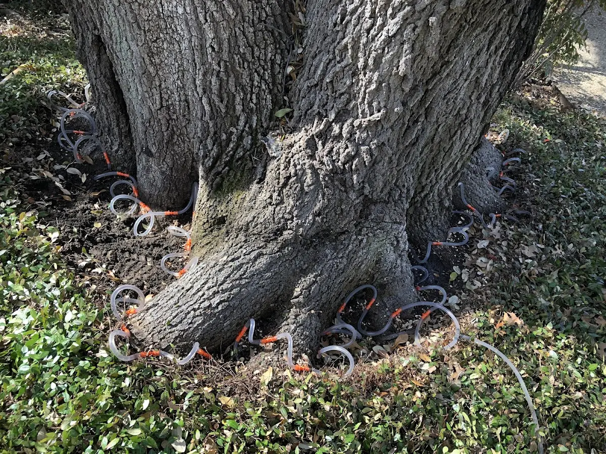 Detailed Tree Cabling and Bracing job site in Rosewood