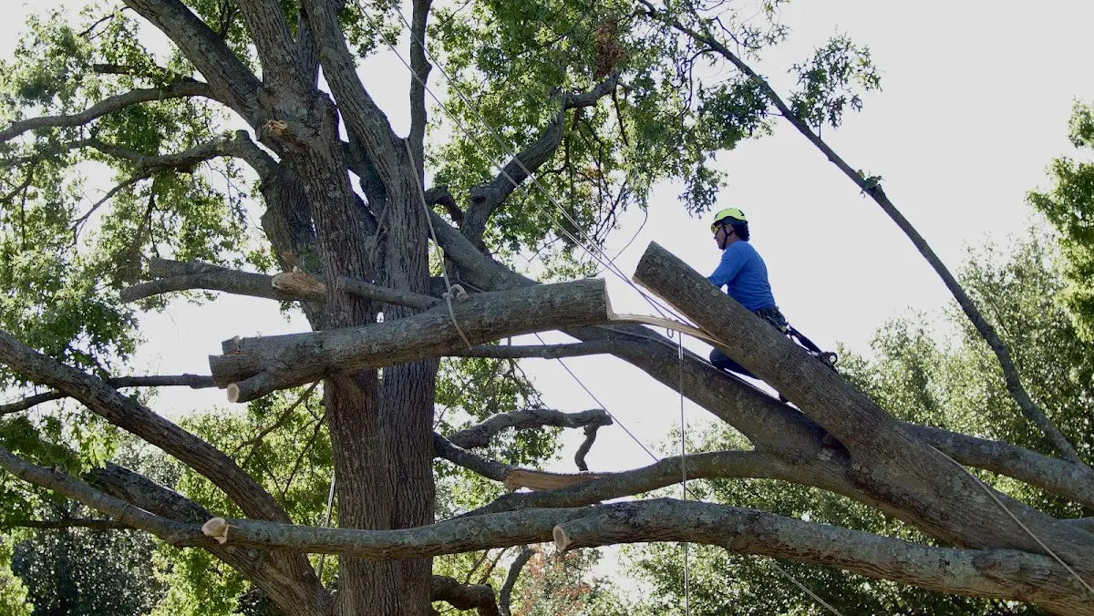 Professional Crown Thinning performed by certified arborists in Rosewood