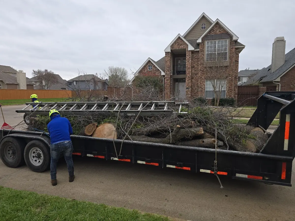 Expert Tree Fertilization with proper safety equipment in Rosewood